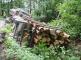DN_navesu_se_drevem_Odry_(NJ)_02.jpg