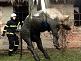 corrida-po-cesku2-nahled-81-61.jpg
