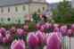 11 DSC01675.JPG