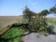 09.15.Strom přes vozovku Rožínka Blažkov.jpg