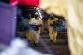 2026_02_13_Ptaci_chripka_Kosicky (8).jpeg