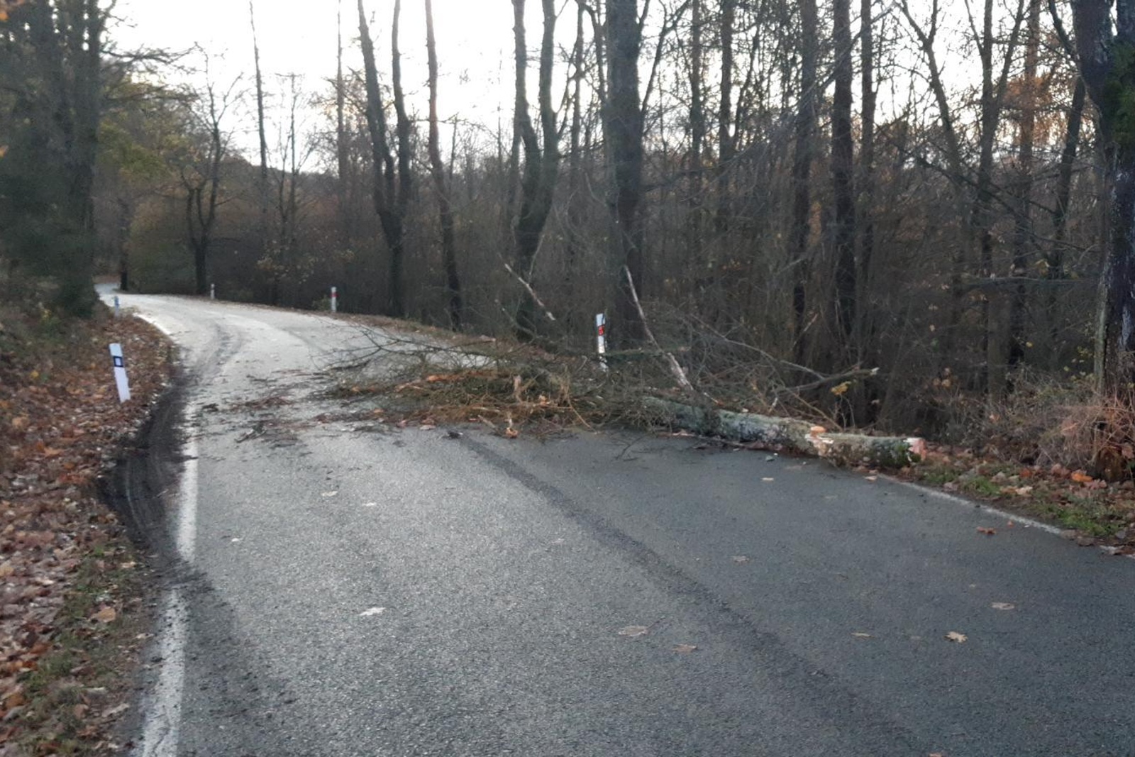 007-Strom na silnici mezi obcemi Mšeno a Lobeč v okrese Mělník.jpg
