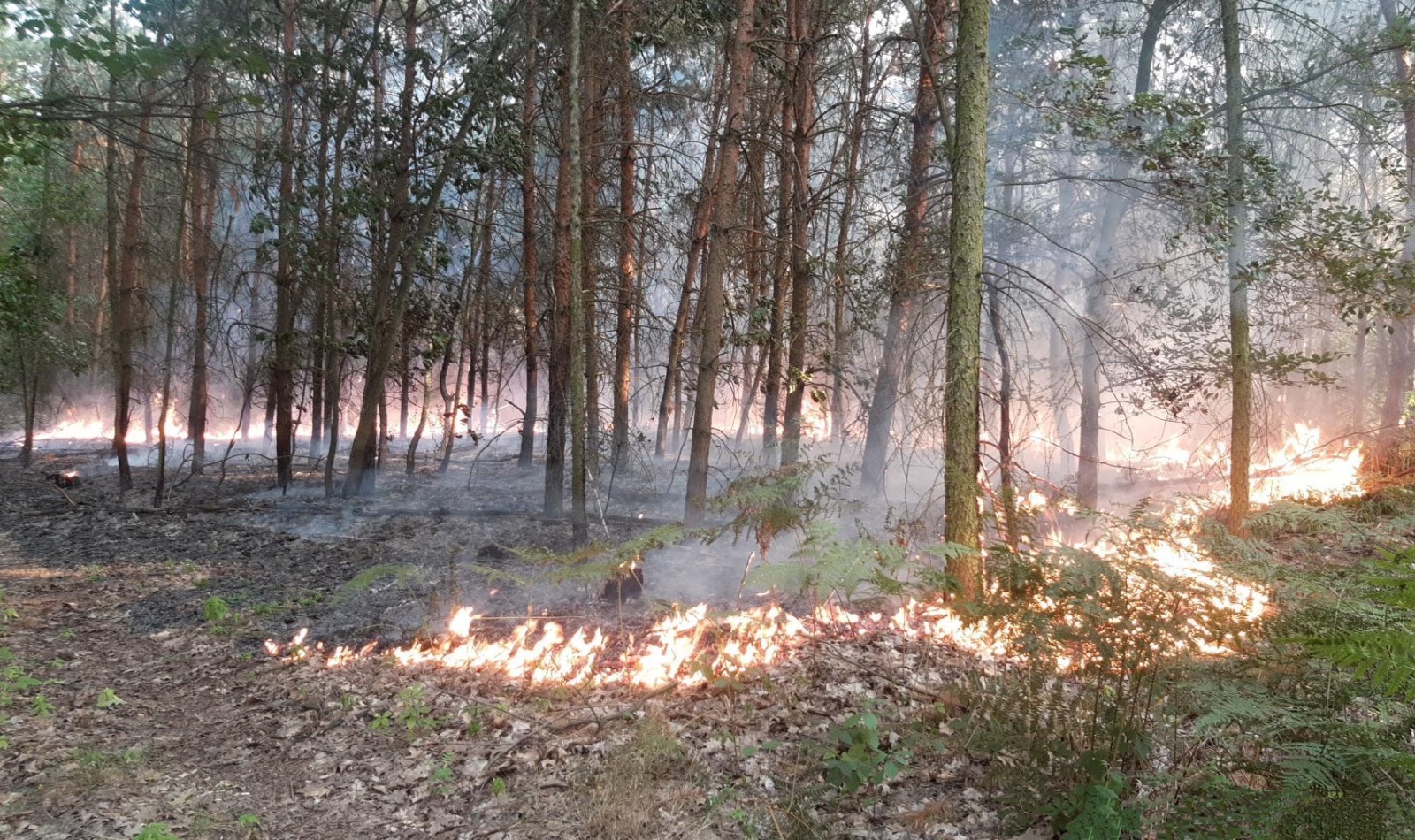 073-Požár lesa u Benátek nad Jizerou.jpg