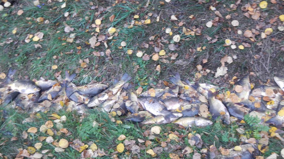 1 Dopravní nehoda OA - ryby, Varvažov - 30. 10. 2015 (2).JPG