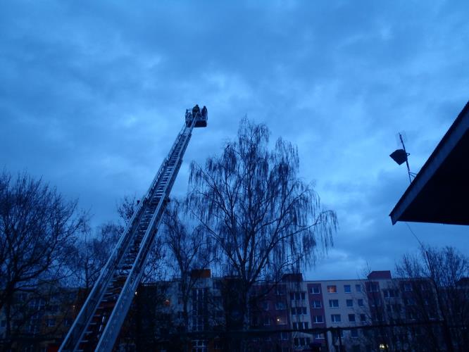 13.2.2014 Odchyt papouška Plzeň