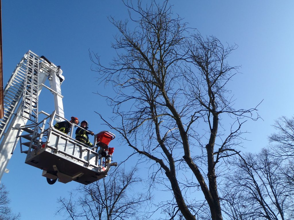 18.2.2016 Přeštice, kácení stromů.JPG