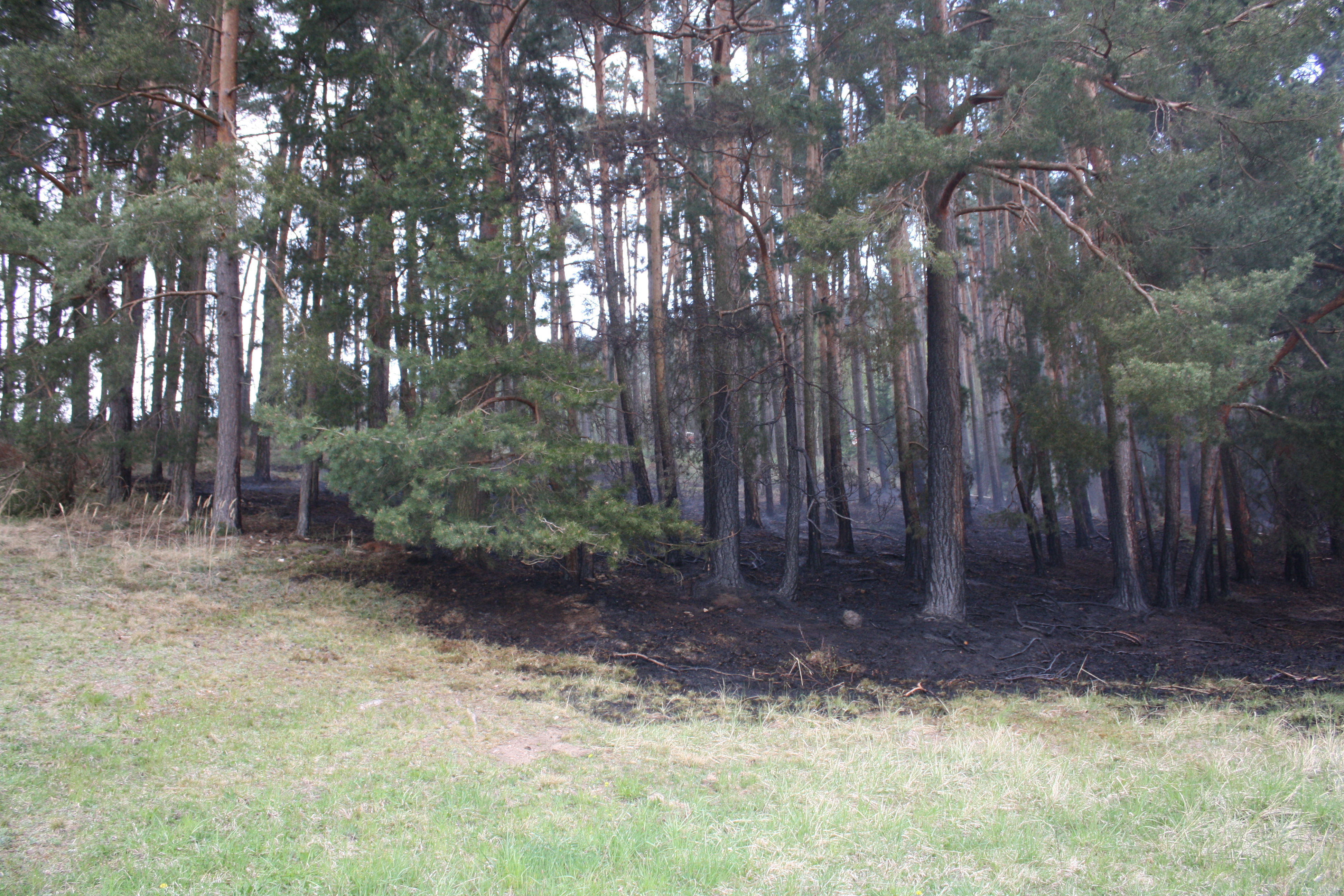 2 Požár lesa, Hněvkovice - 21. 4. 2014 (4).JPG