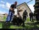 20130512C_krava_Kr08