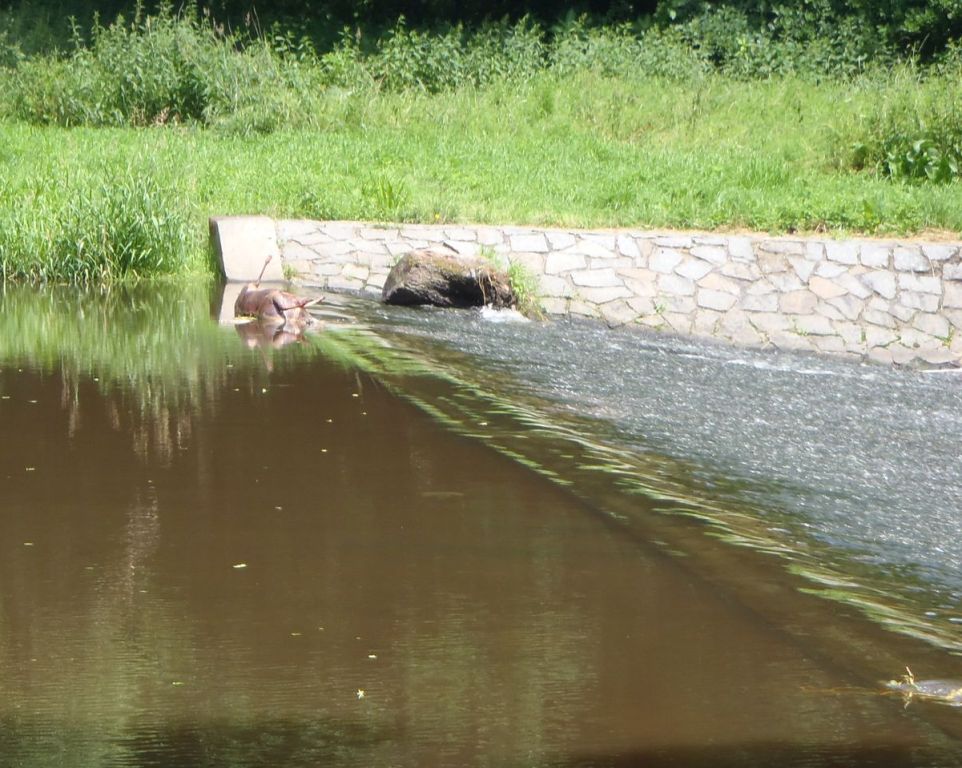 27.6.2016 (TC 11.37) Stříbro, mrtvé zvíře v řece.JPG