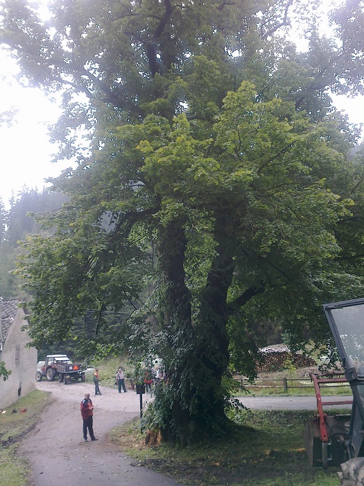3 Spadlý strom, Šumavské Hoštice - 21. 7. 2014 (3).jpg