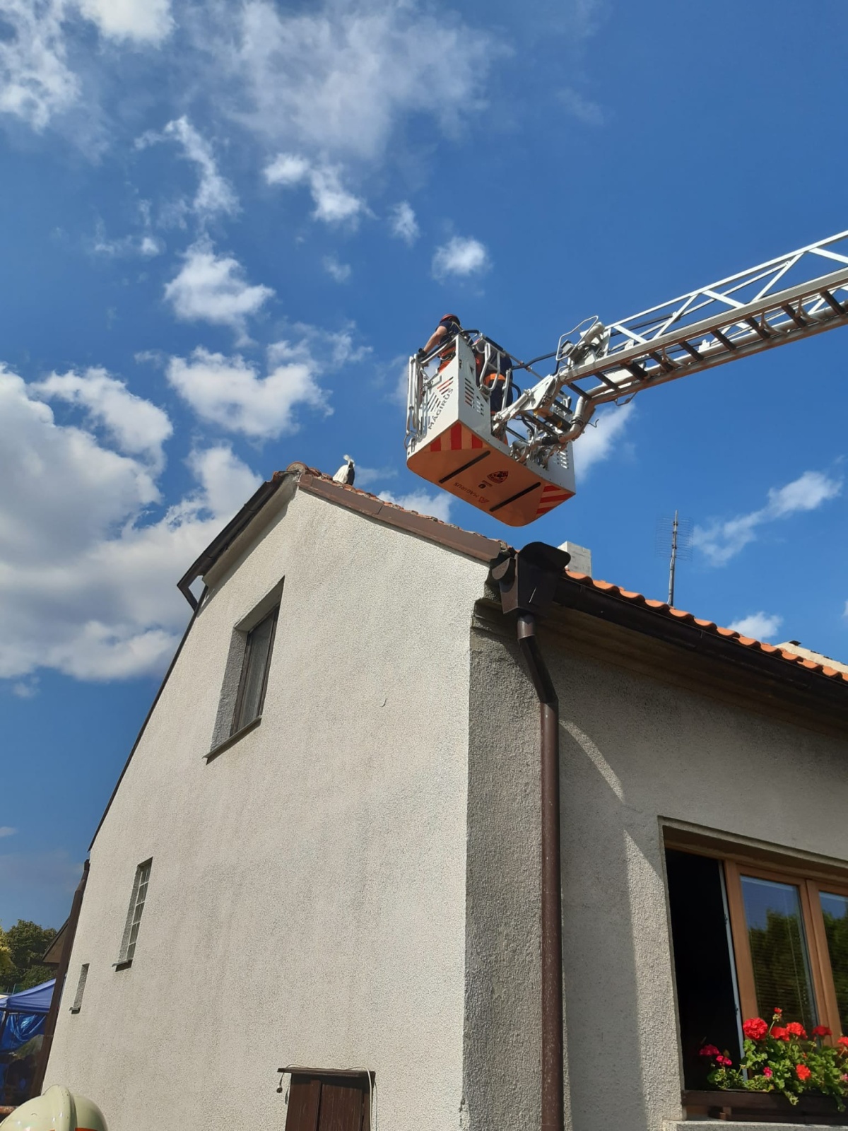 3-koza-Smečno6.jpg
