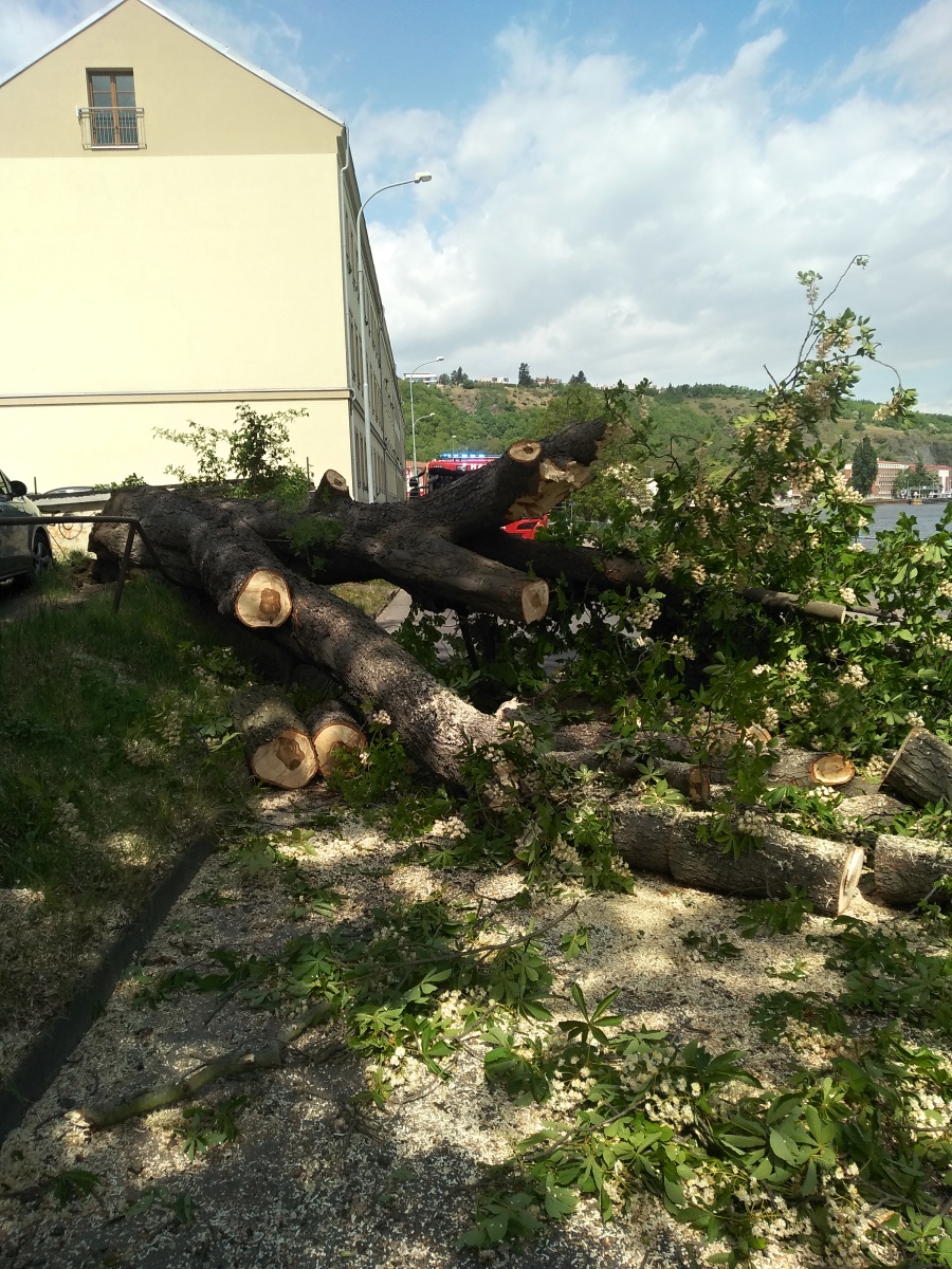 6 Strom přes cestu