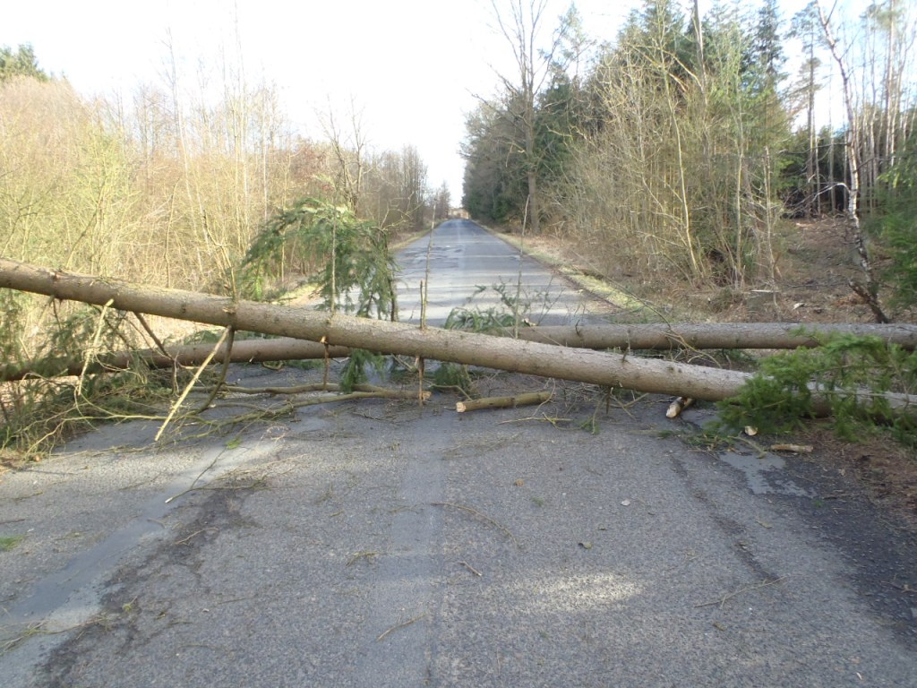 8.2.2016 padlé stromy Vlčí.JPG