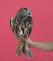 Bubo bubo