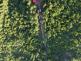 DJI_20250629182157_0005_W