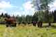 Forest Fire Drill 2017 - 1. den (32)