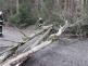 Letovice-HBK_381T-2022_02_19-strom