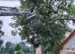 PAK_Hasiči na plošině odstraňují strom