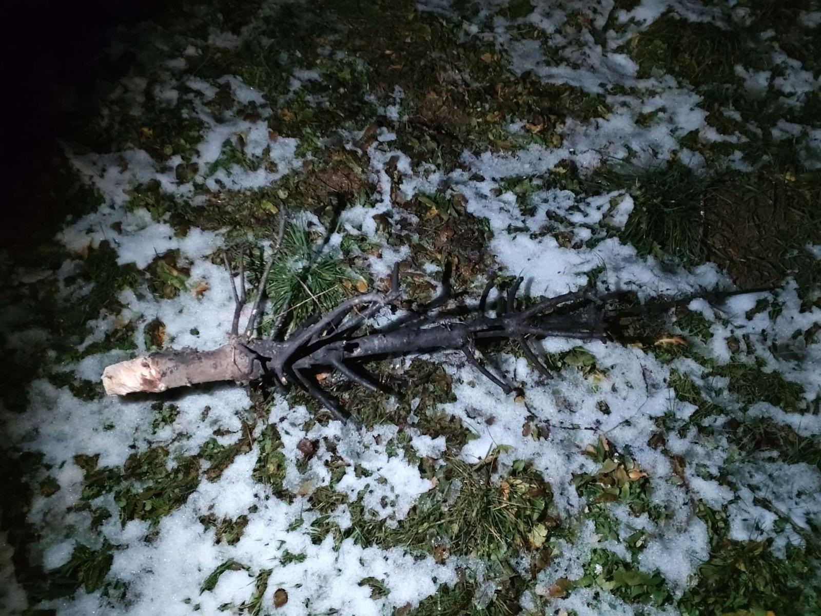Požár stromečku Ruprechtov.jpeg