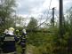 Spadlé strom, Pořín - 17. 5. 2017 (1)