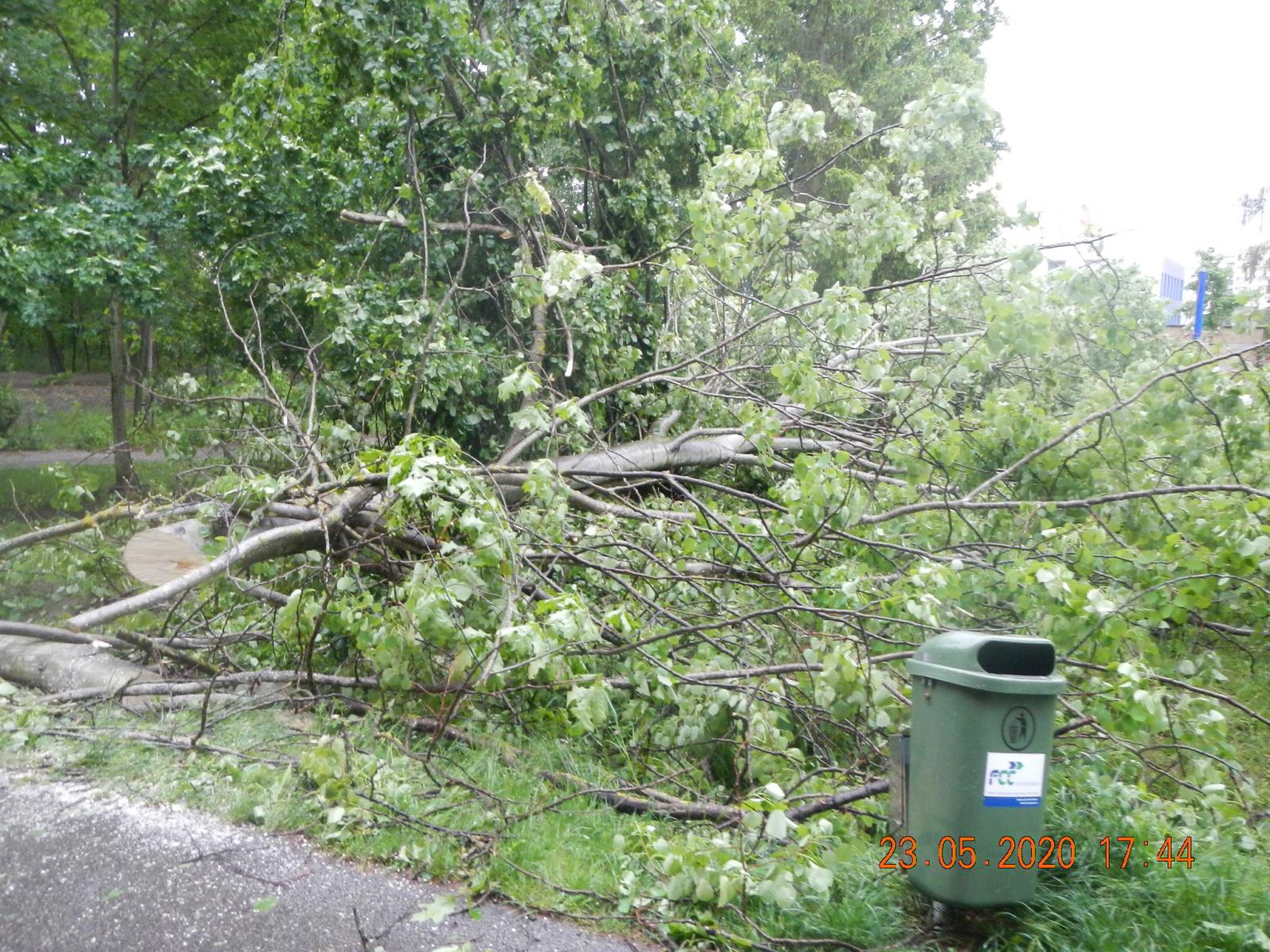 Spadlý strom, České Budějovice - 25. 5. 2020 (2).JPG