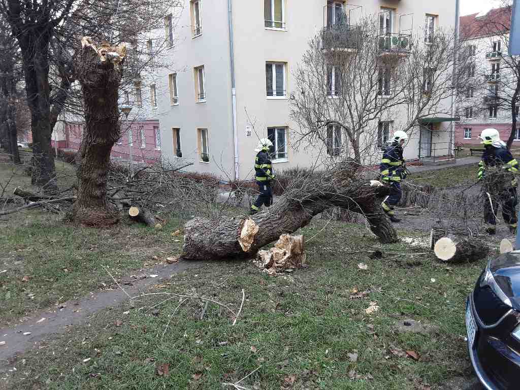 Spadlý strom v Mostě v ulici J. Skupy