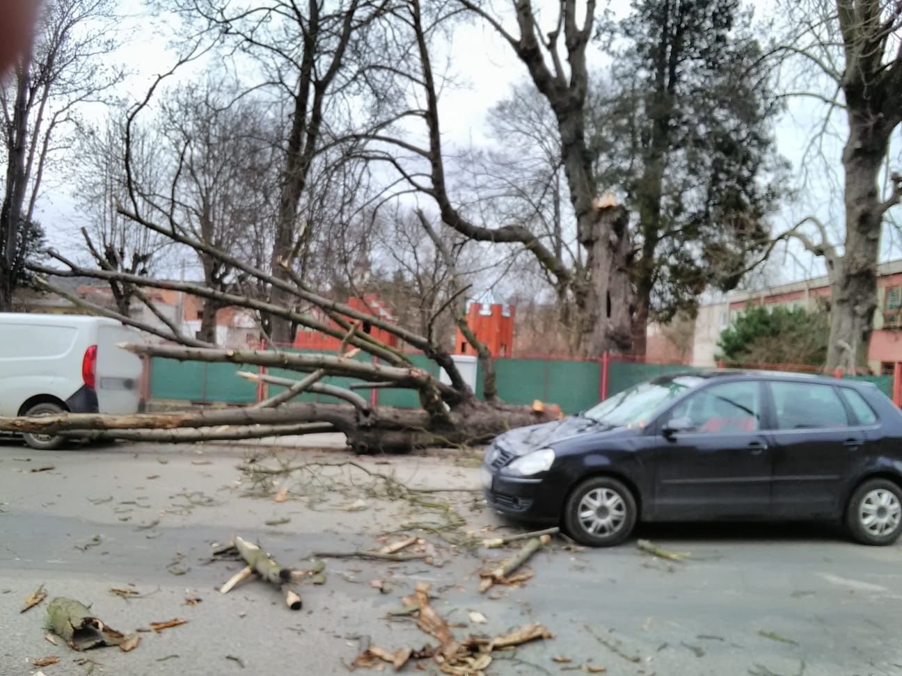 Strom Hořice.jpeg