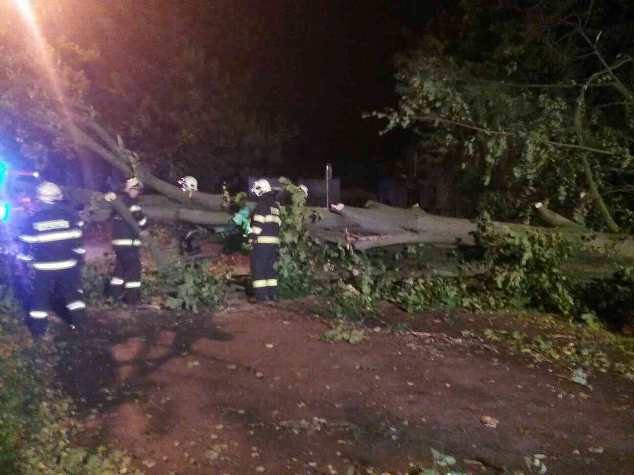 Strom Sázava3.jpg