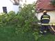 Strom_Křepice_ZN