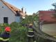 Strom_Křepice_ZN_2