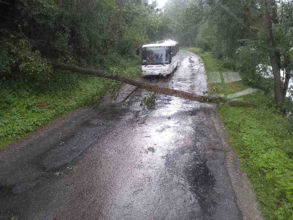 Strom_Tulešice_ZN.jpg