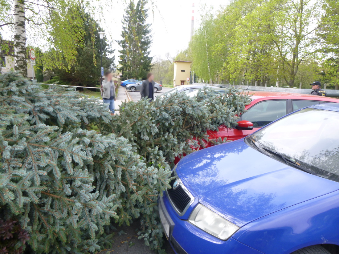 TP strom, Dobruška (1).JPG