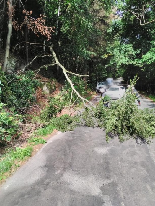 TP strom, Dvůr Králové nad Labem.jpg