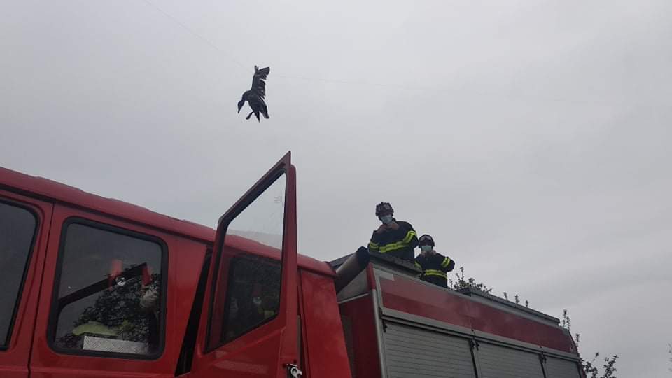 Záchrana kachny, Malíkov nad Nežárkou - 14. 5. 2020 (1).jpg