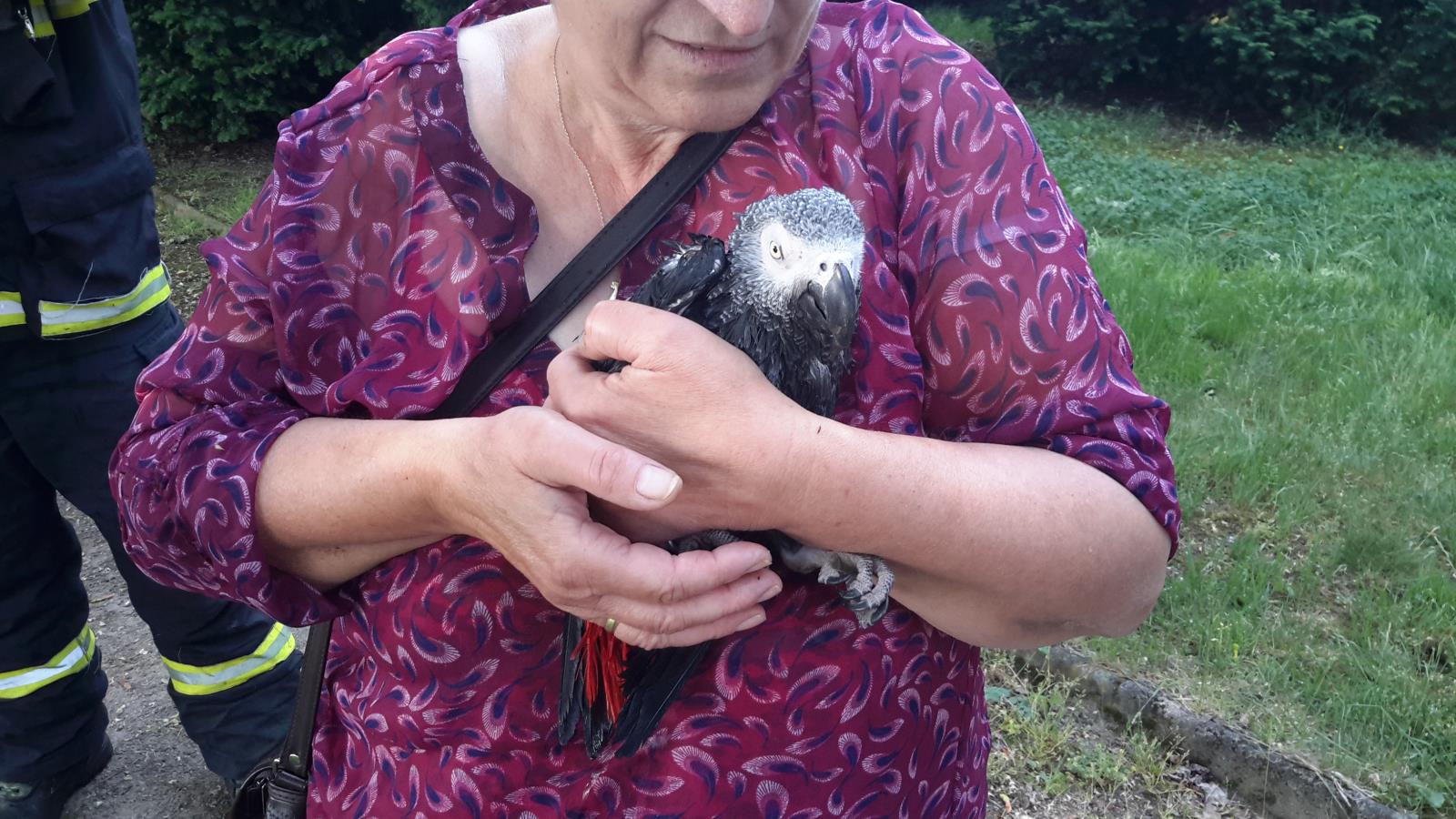 Záchrana papouška žako, Týn nad Vltavou - 24. 5. 2018.jpg