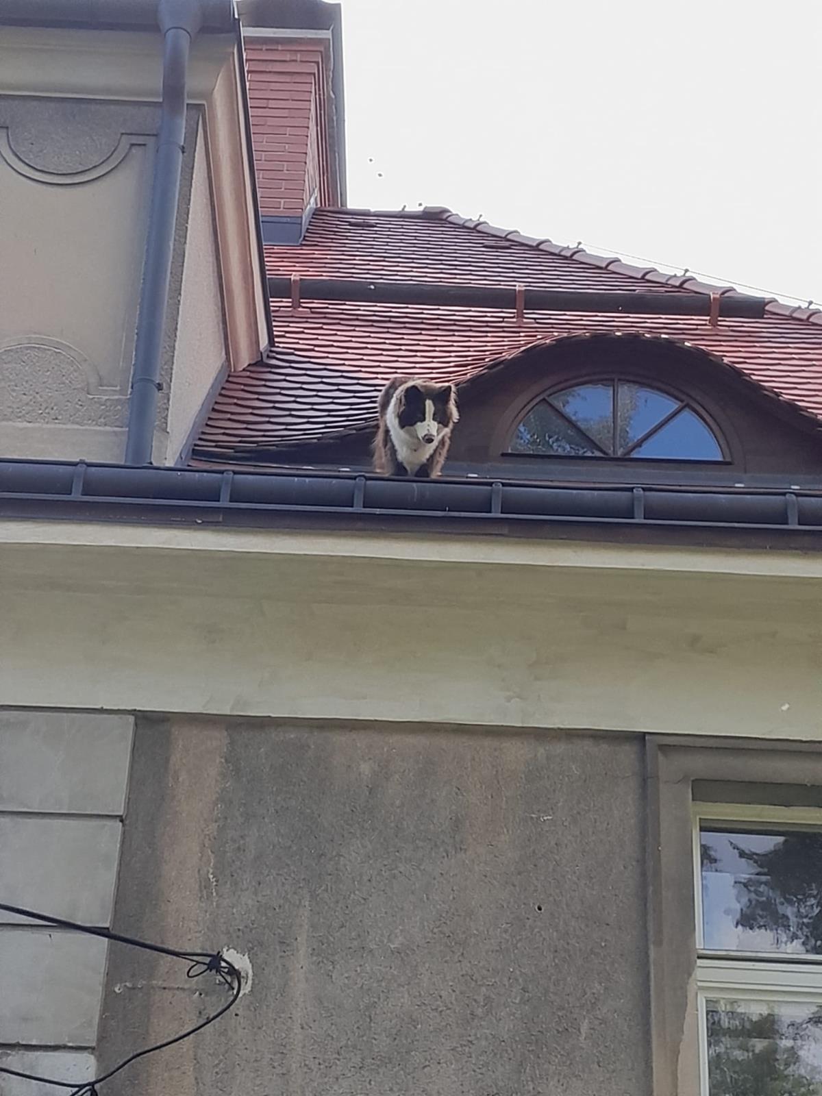 Záchrana psa