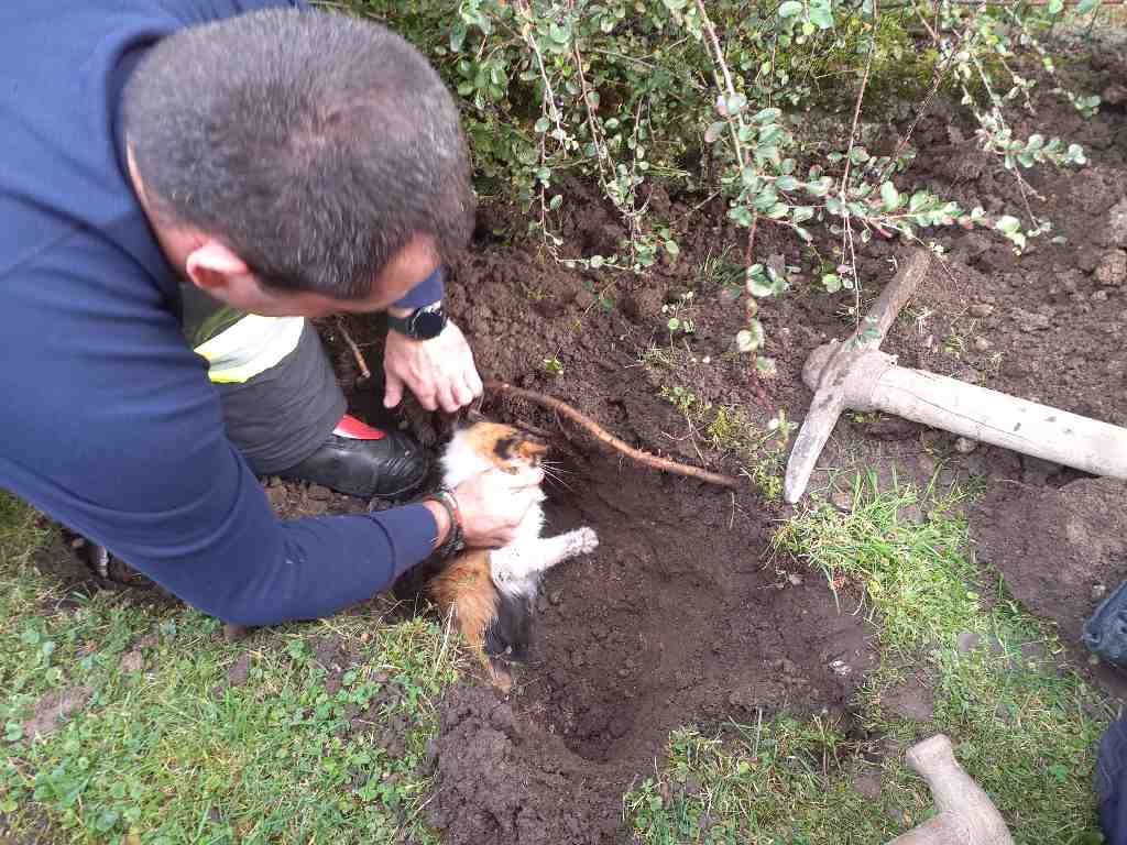 Zasypaná kočka Turkovice 19-10-2021c.jpg