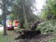 borovice2autaOVMarianskeHory (2)