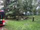 borovice2autaOVMarianskeHory (9)