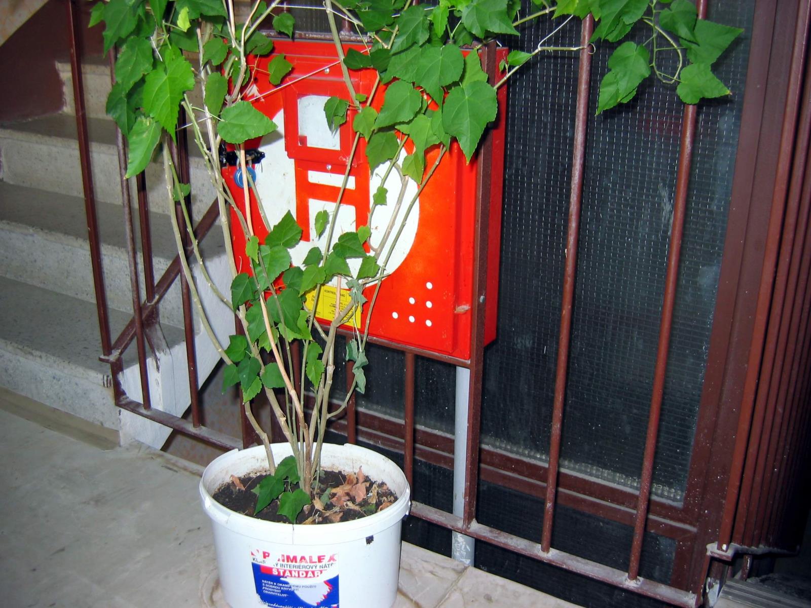 hydrant1.JPG