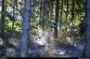 pozarlesSkripov_Lach (4)