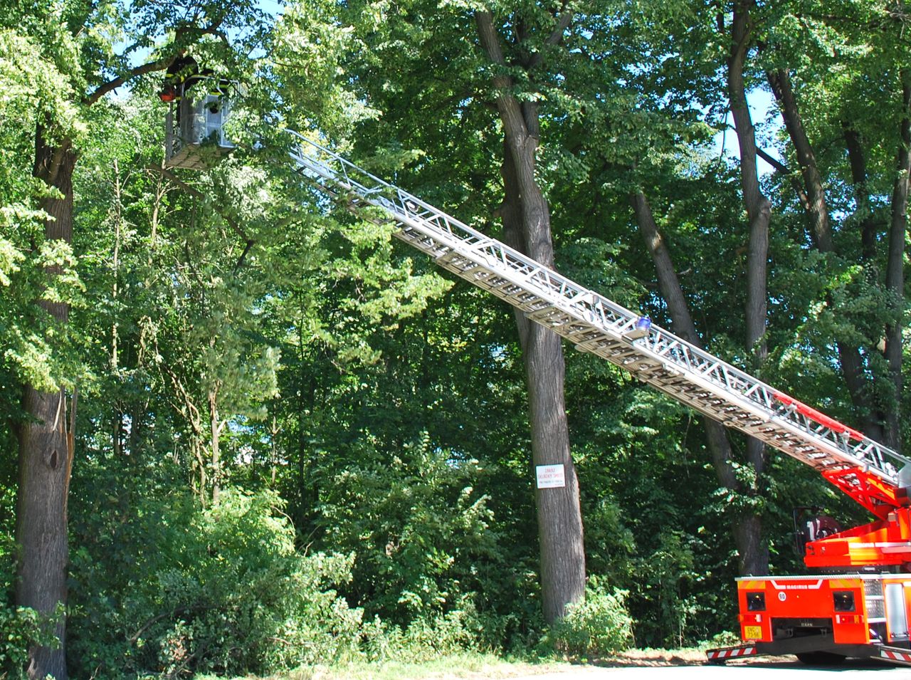 rezanistromMosnov (10).JPG