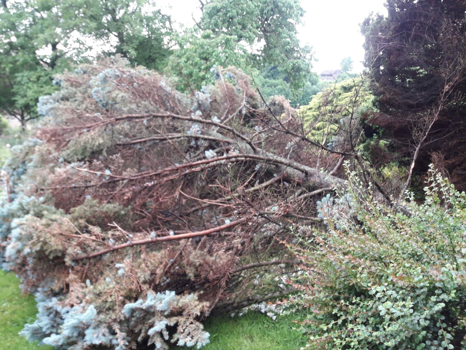 spadlý strom.jpg