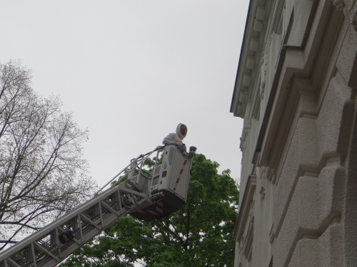 vcelylikvidaceskolaOstrava (3).JPG