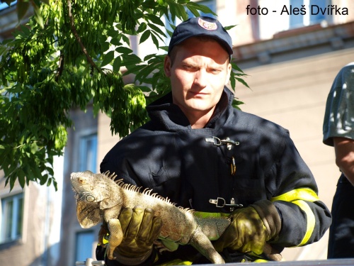 Záchrana leguana Foto: HZS MSK