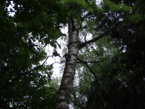 zachranapostolkavetraniRymarov (BR) (3).jpg