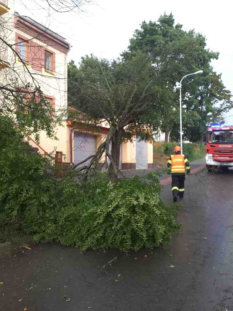zlomený strom v Židenicích.jpg