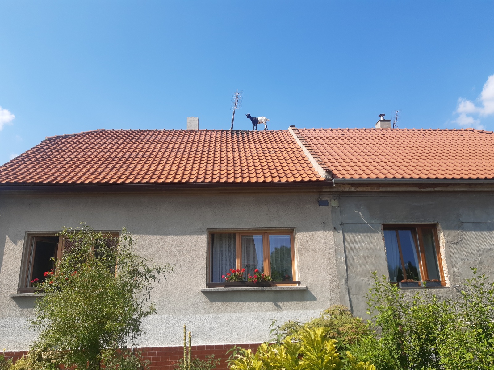 3-koza-Smečno1.jpg