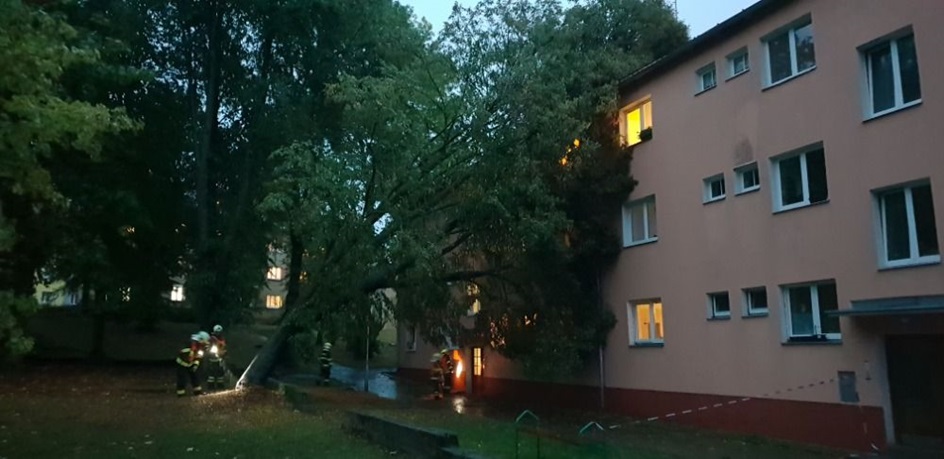 Dum_strom.jpg